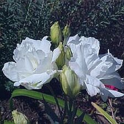 white lizzy flower
