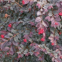 Loropetalum Burgundy Blast