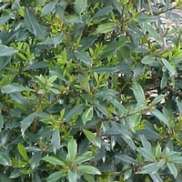 acadiana holly