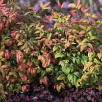 Sunray Nandina