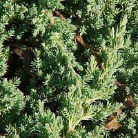 Juniper Welchii