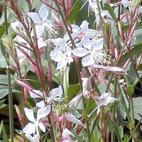 Gaura Snow Fountain