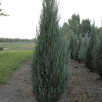 Juniper Welchii