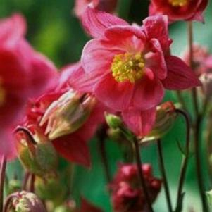 Aquilegia vulgaris Winky 'Rose-Rose' 