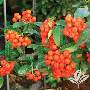 Pyracantha x 'Mohave' 