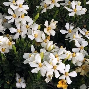 Gardenia augusta 'RLH-GA1' 