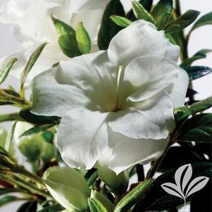 Rhododendron x 'Mootum' 