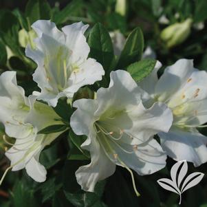 Rhododendron x 'RLH1-3P3' 