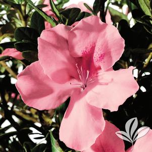 Rhododendron x 'Roblel' 