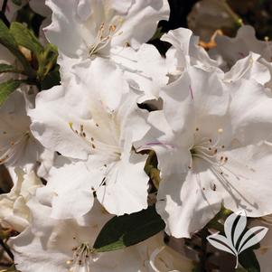 Rhododendron x 'Roblex' 