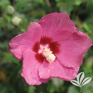 Hibiscus syriacus 'SHIMRR38' 
