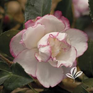 Camellia sasanqua 'Green 97-039' 