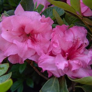 Rhododendron x 'RLH2-3P8-2' 