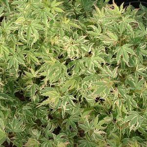 Acer palmatum 'Butterfly' 