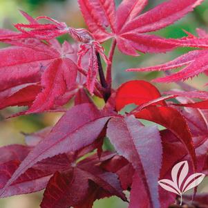 Acer palmatum 'Hefner's Red Select' 