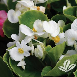 Begonia 'White' 