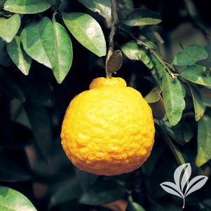 Citrus limon 'Ponderosa' 
