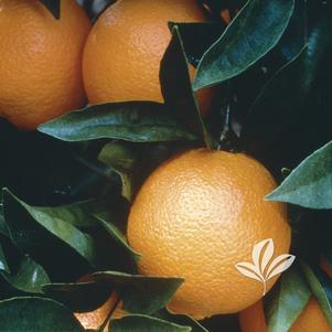 Citrus reticulata 'Navel Orange' 
