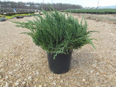 Juniperus chinensis sargentii 'Viridis' GREEN SARGENT JUNIPER from ...