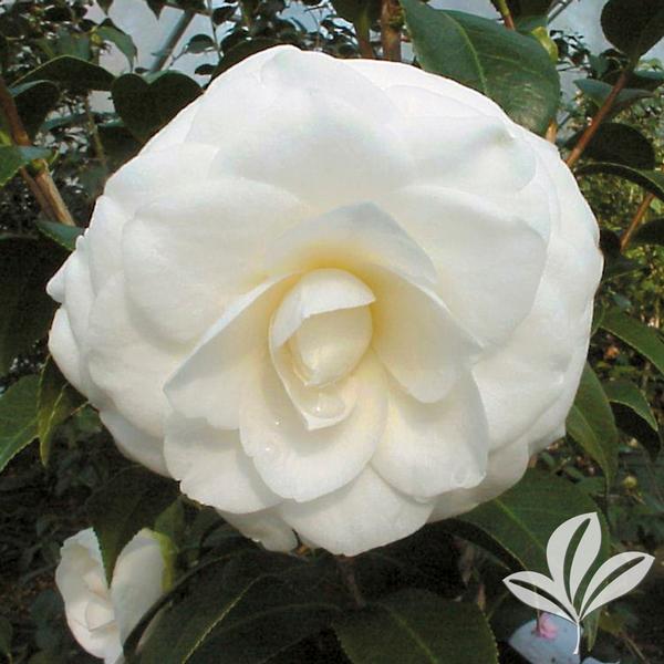 Camellia Camellia japonica 'White By the Gate' WHITE BY THE GATE CAMELLIA  ESPALIER from Greenleaf Nursery