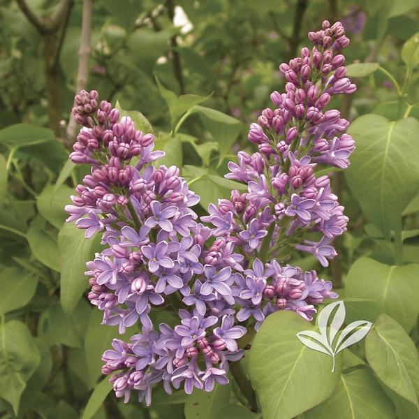 Syringa Syringa Vulgaris Yankee Doodle Yankee Doodle Lilac From Greenleaf Nursery