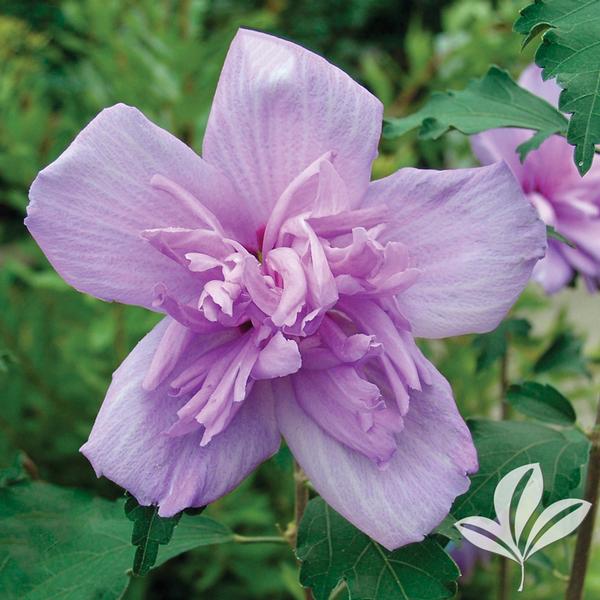 Hibiscus Hibiscus syriacus 'Ardens' DOUBLE PURPLE ALTHEA ...