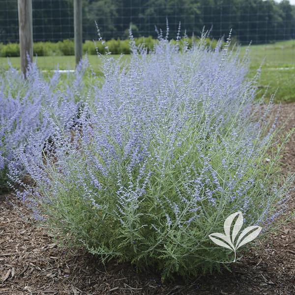 Little Lace Russian Sage