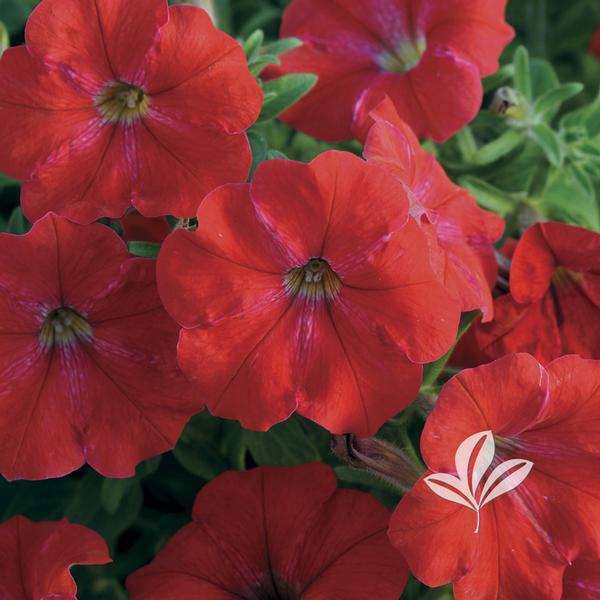 Petunia Petunia 'Balspunredim' SUN SPUN(R) RED IMPROVED PETUNIA from ...