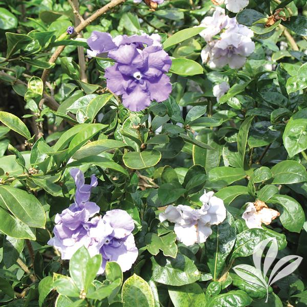 Brunfelsia Brunfelsia magnifica Magnificent Yesterday, Today & Tomorrow ...