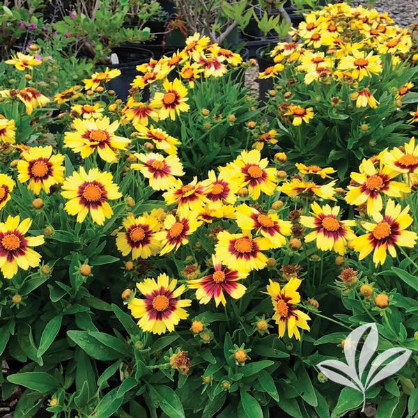 Coreopsis Coreopsis 'Baluptowed' Uptick™ Yellow & Red Coreopsis from ...