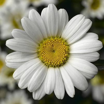 Leucanthemum Leucanthemum x superbum 'Western Star Leo' Western Star ...