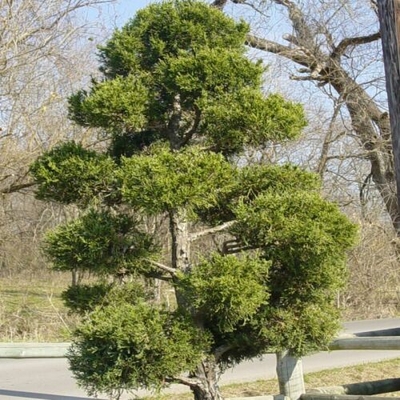 Juniperus Chinensis Hetzii Columnaris