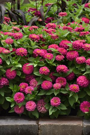 Zinnia Zinnia elegans 'PAS1181752' Zesty™ Pink Zinnia from Greenleaf ...