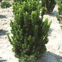 Greenleaf Nursery Plant Library