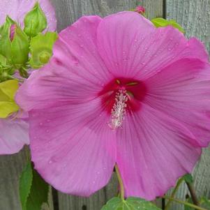 Hibiscus moscheutos 'Garden Shop Pink' 