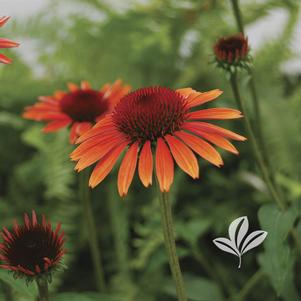 Echinacea 'Evan Saul' 
