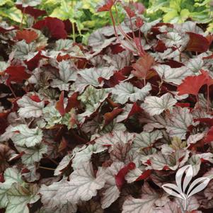 Heuchera 'Balheubur' 