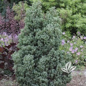 Chamaecyparis thyoides 'Red Star' 