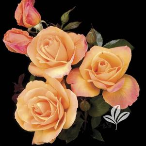 Rosa 'WEKbepmey' 