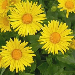 Doronicum orientale 'Little Leo' 