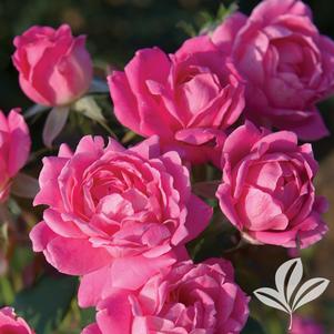Rosa 'Radtkopink' 