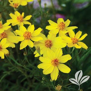 Tagetes lemmonii 'Copper Canyon' 