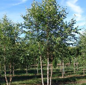 Betula nigra 'BNMTF'