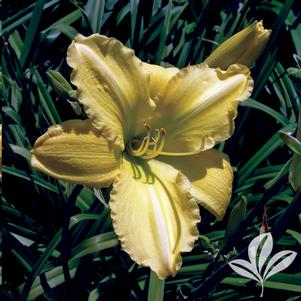 Hemerocallis 'Sounds of Silence' 