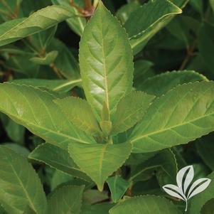 Viburnum odoratissimum 'Awabuki' 