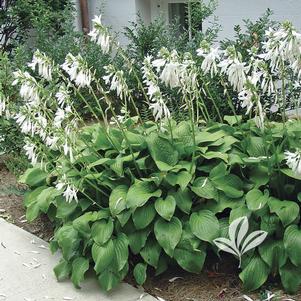 Hosta 'Royal Standard' 