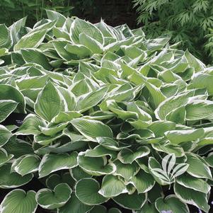 Hosta undulata 'Albo-marginata' 
