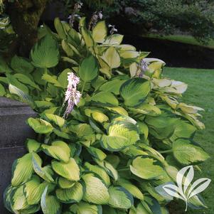 Hosta 'Gold Standard' 