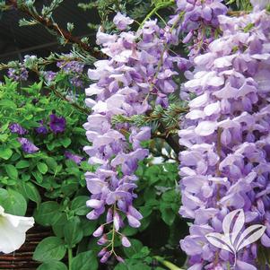 Wisteria floribunda 'Betty Tam' 