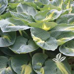 Hosta 'Dream Weaver' 